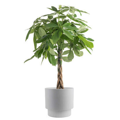 Costa Farms 42" Tall Pachira Braided Money Tree, Medium Indirect Sunlight, Indoor Live House Plants
