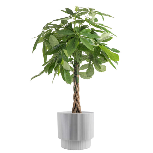 Costa Farms 42" Tall Pachira Braided Money Tree, Medium Indirect Sunlight, Indoor Live House Plants