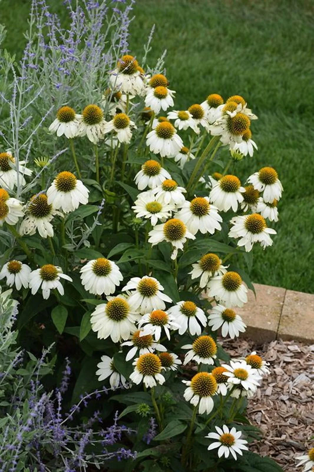 PowWow White Coneflower-Echinacea purpurea-Versatile Perennial for Gardens 1 Gallon (Pack of 4)