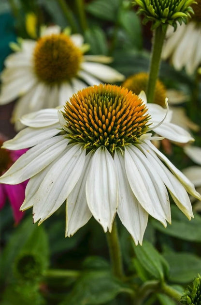 PowWow White Coneflower-Echinacea purpurea-Versatile Perennial for Gardens 1 Gallon (Pack of 4)