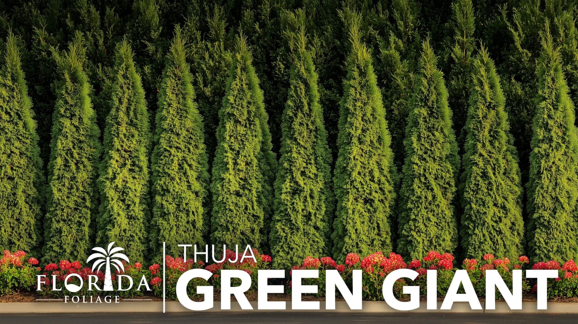 Thuja Green Giant 40 Live Plants Thuja standishii x plicata Fast Growing Evergreen Trees Privacy Hedge Plants for Landscaping