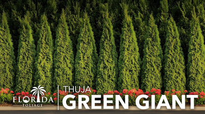Thuja Green Giant 40 Live Plants Thuja standishii x plicata Fast Growing Evergreen Trees Privacy Hedge Plants for Landscaping