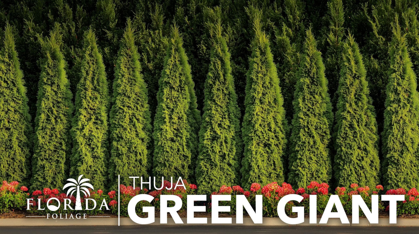 Thuja Green Giant 40 Live Plants Thuja standishii x plicata Fast Growing Evergreen Trees Privacy Hedge Plants for Landscaping