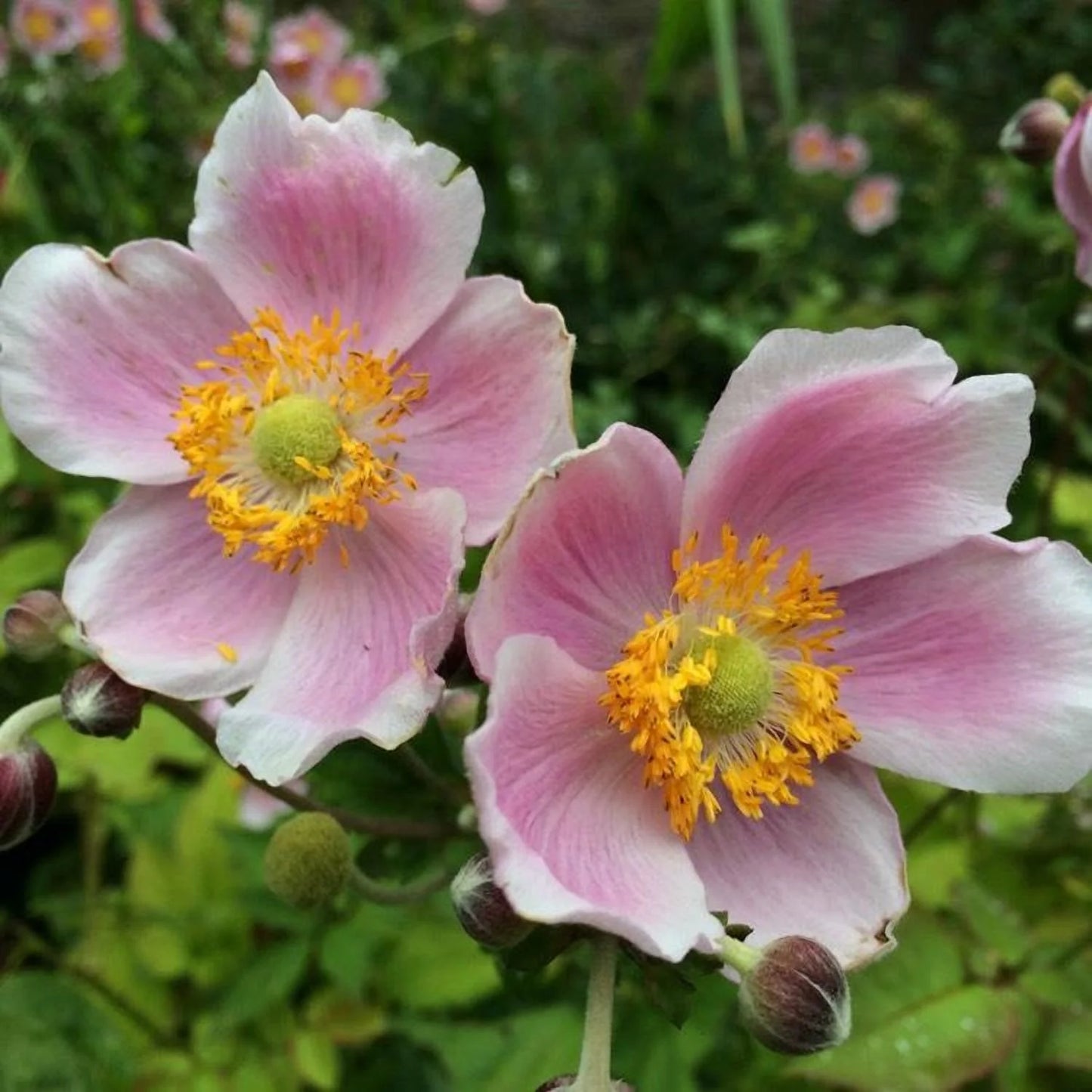 September Charm Japanese Anemone-Perennial-Elegant pink flowers 1 Gallon (Pack of 4)