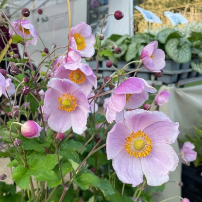 September Charm Japanese Anemone-Perennial-Elegant pink flowers 1 Gallon (Pack of 4)