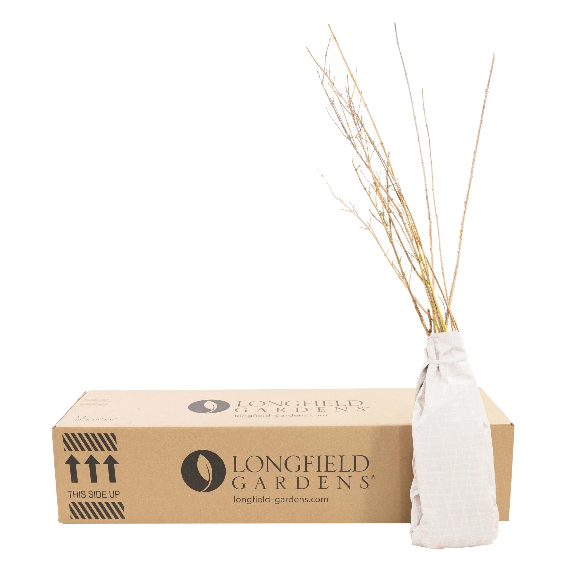 Longfield Gardens Spring Flowering Shrub ‘Lynwood Gold’, 3-pack