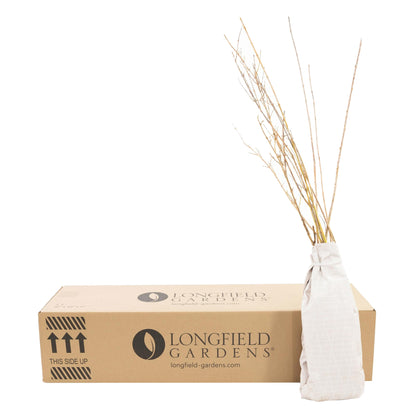 Longfield Gardens Spring Flowering Shrub ‘Lynwood Gold’, 3-pack