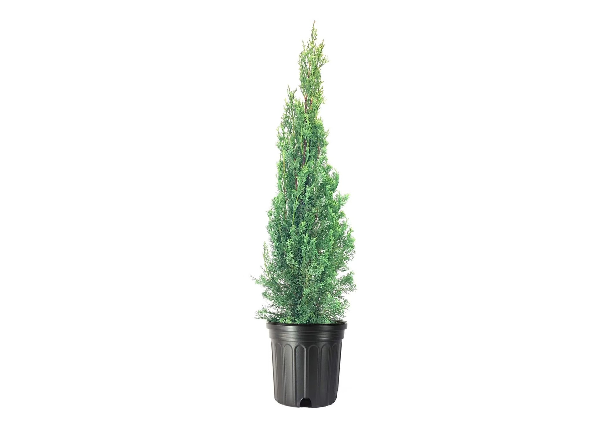 Italian Cypress Tree 1 Extra Large 3 Gallon Tree Cupressus Sempervirens Formal Elegant Mediterranean Style Plants
