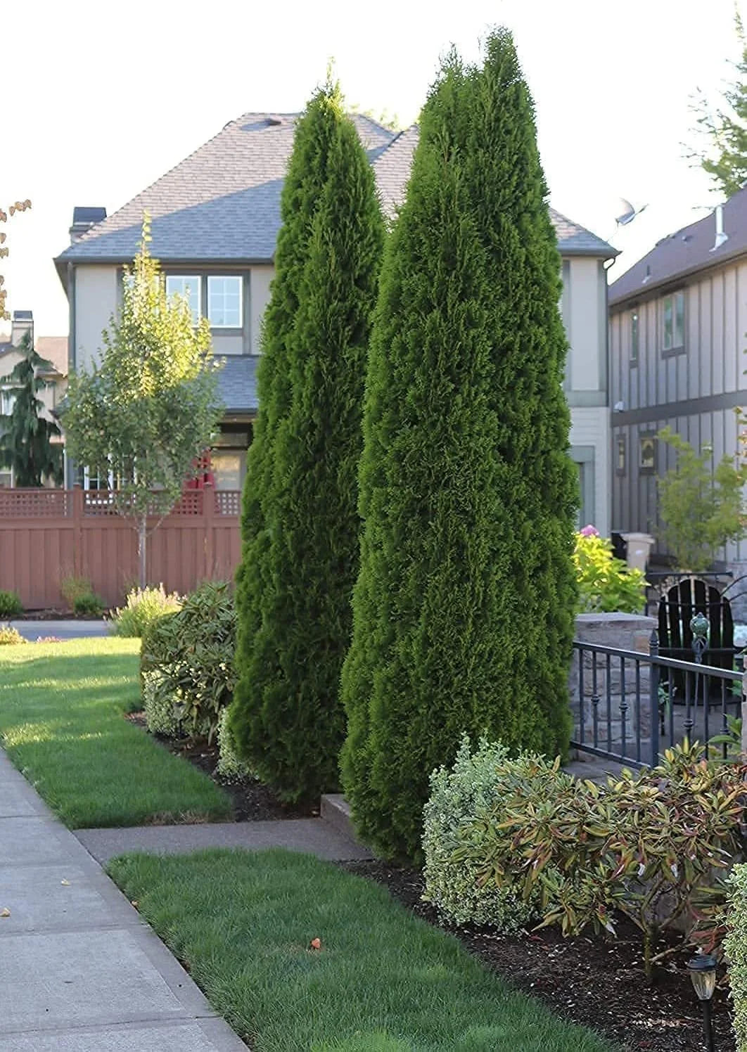Italian Cypress Tree 1 Extra Large 3 Gallon Tree Cupressus Sempervirens Formal Elegant Mediterranean Style Plants