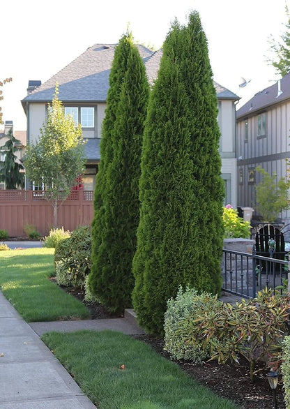 Italian Cypress Tree 1 Extra Large 3 Gallon Tree Cupressus Sempervirens Formal Elegant Mediterranean Style Plants