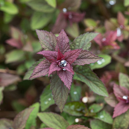Longfield Gardens Spring Flowering Shrub ‘Spirea’, 3-pack