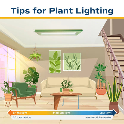 Costa Farms 42" Tall Pachira Braided Money Tree, Medium Indirect Sunlight, Indoor Live House Plants