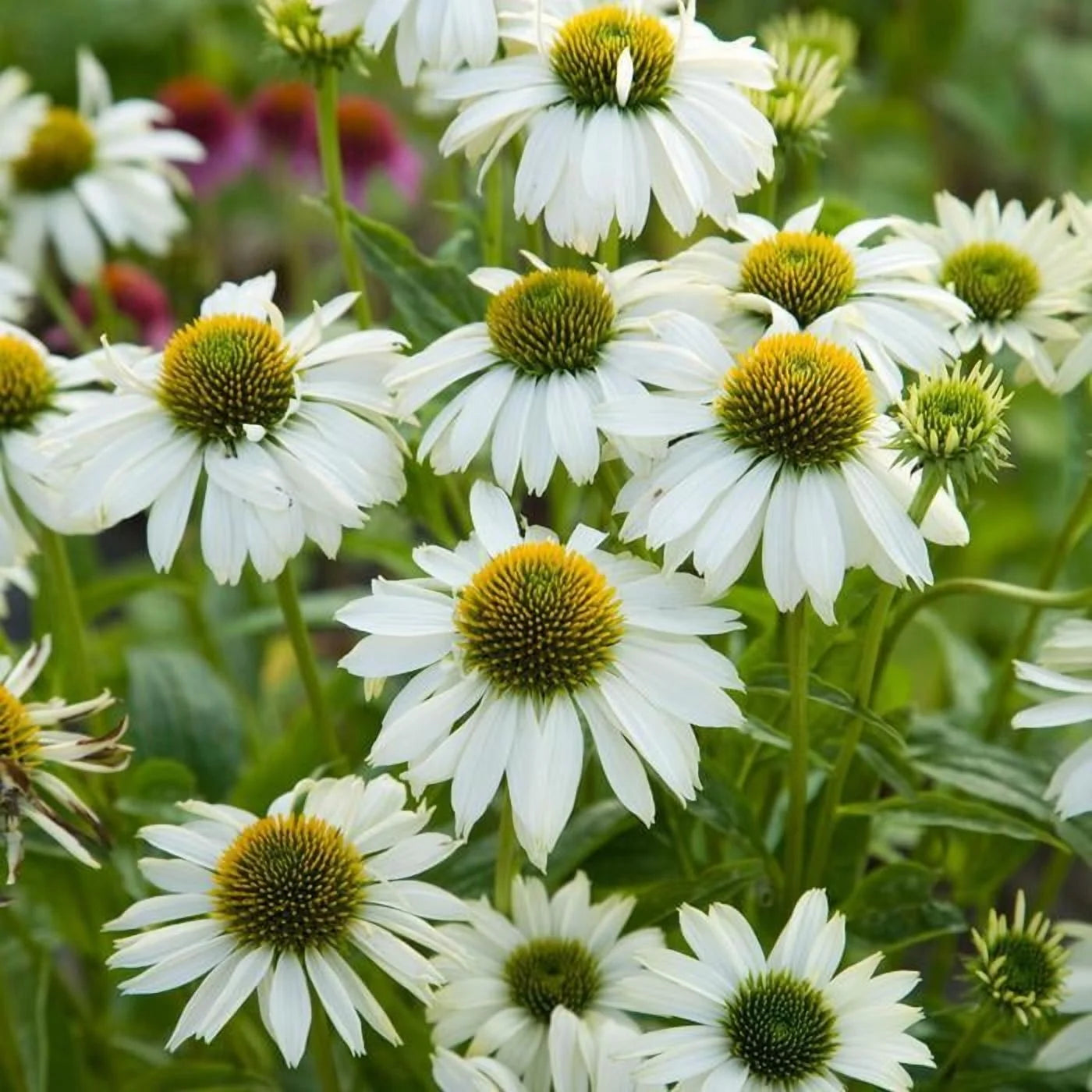 PowWow White Coneflower-Echinacea purpurea-Versatile Perennial for Gardens 1 Gallon (Pack of 4)