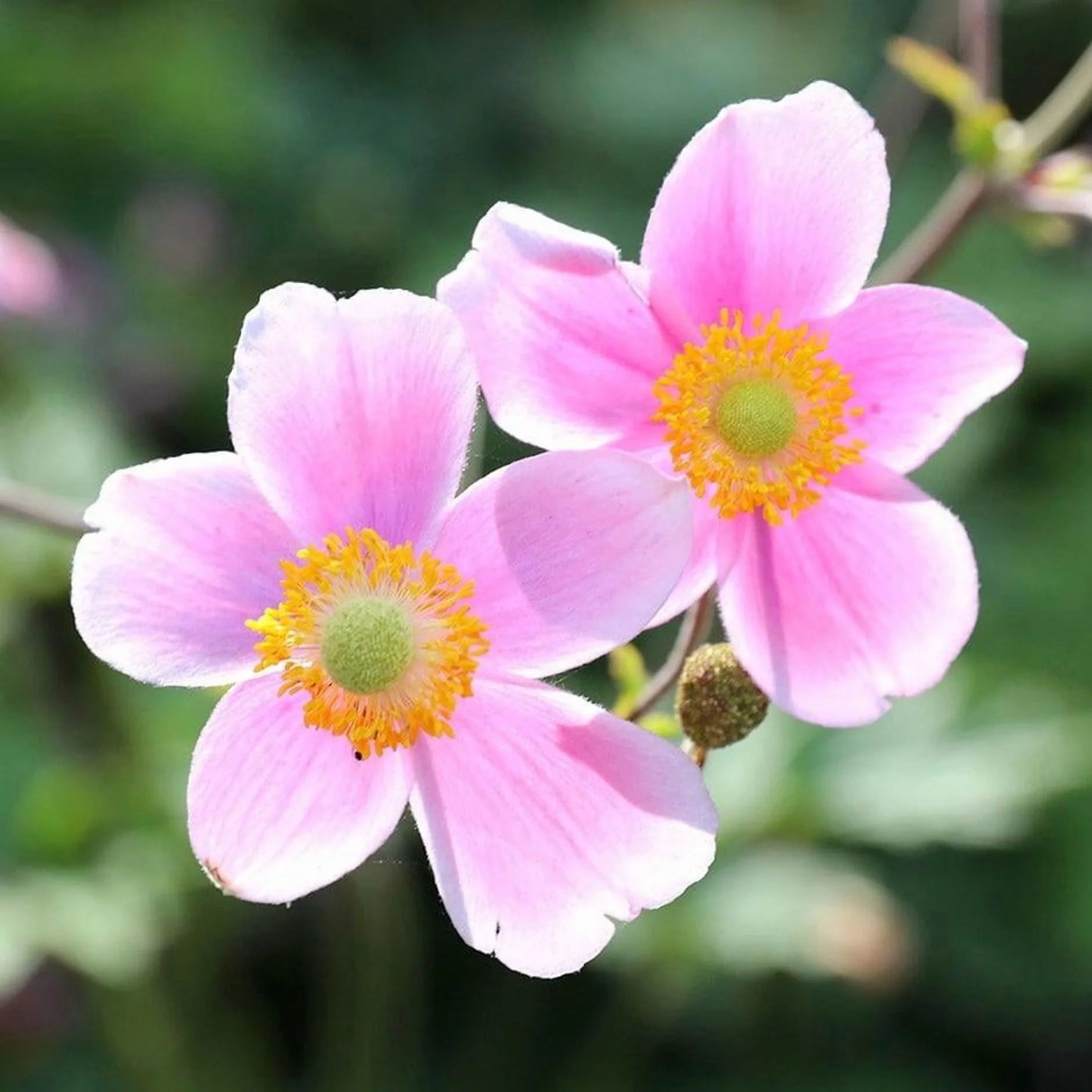 September Charm Japanese Anemone-Perennial-Elegant pink flowers 1 Gallon (Pack of 4)