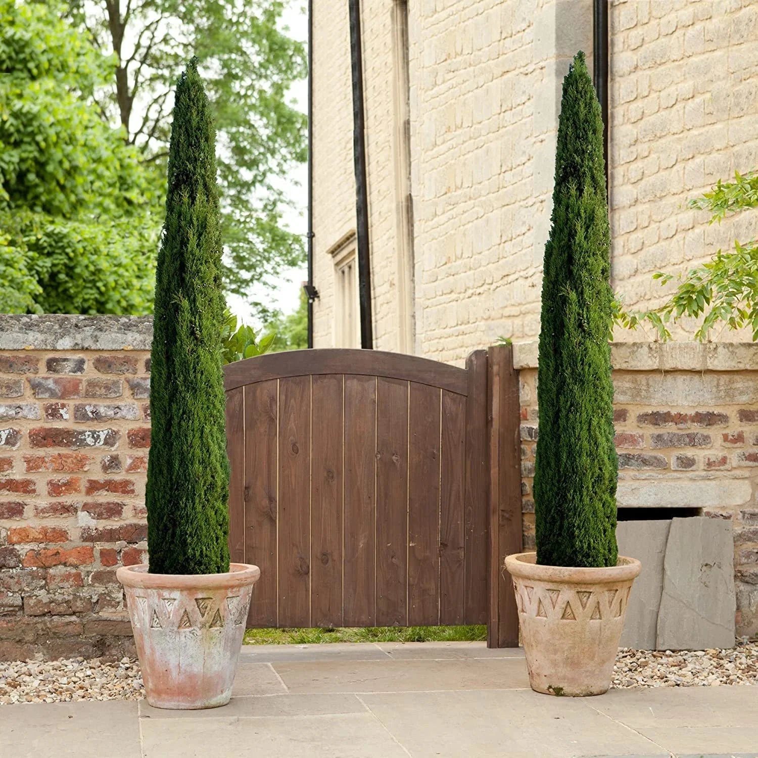 Italian Cypress Tree 1 Extra Large 3 Gallon Tree Cupressus Sempervirens Formal Elegant Mediterranean Style Plants