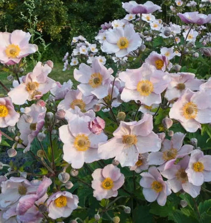 September Charm Japanese Anemone-Perennial-Elegant pink flowers 1 Gallon (Pack of 4)
