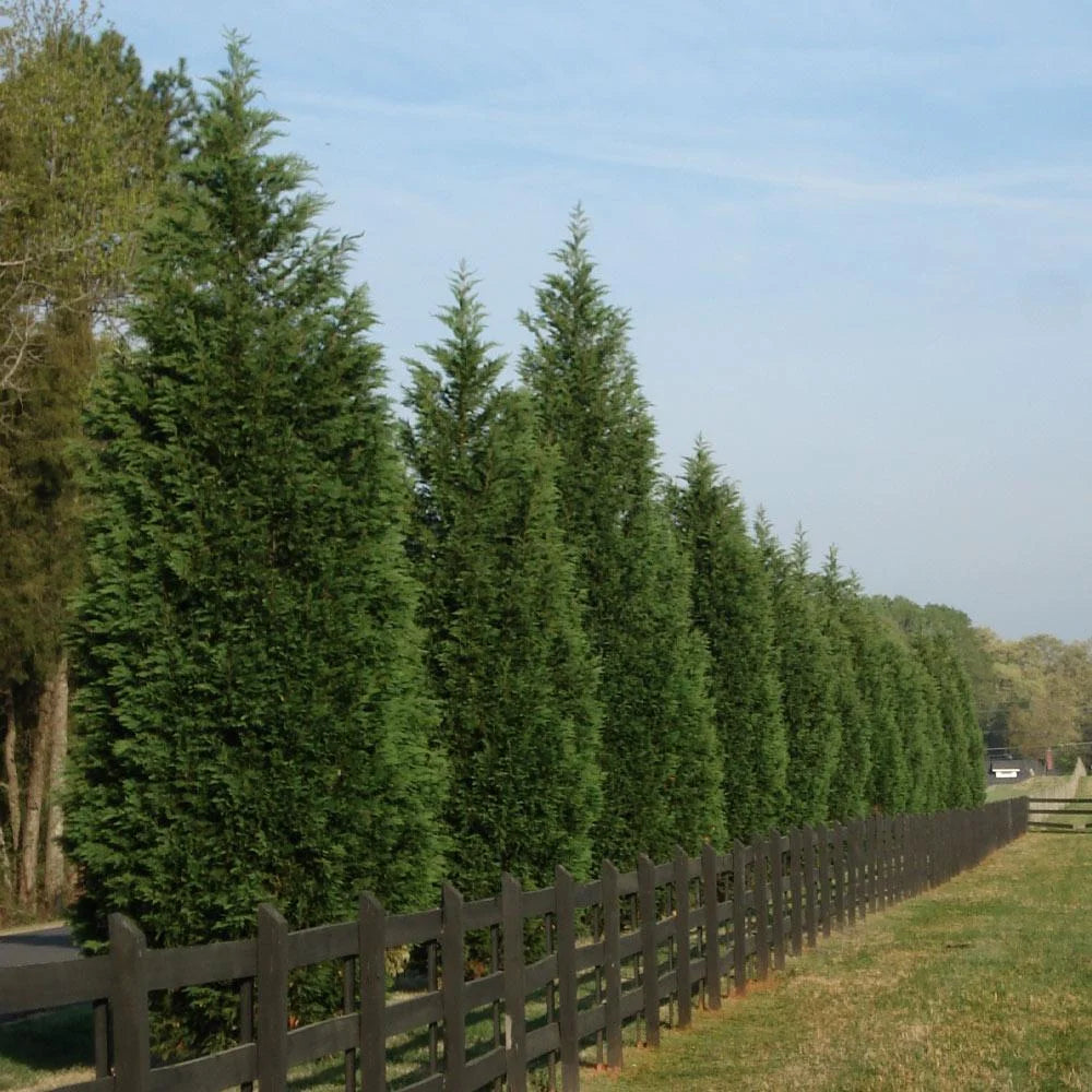 Leyland Cypress Trees
