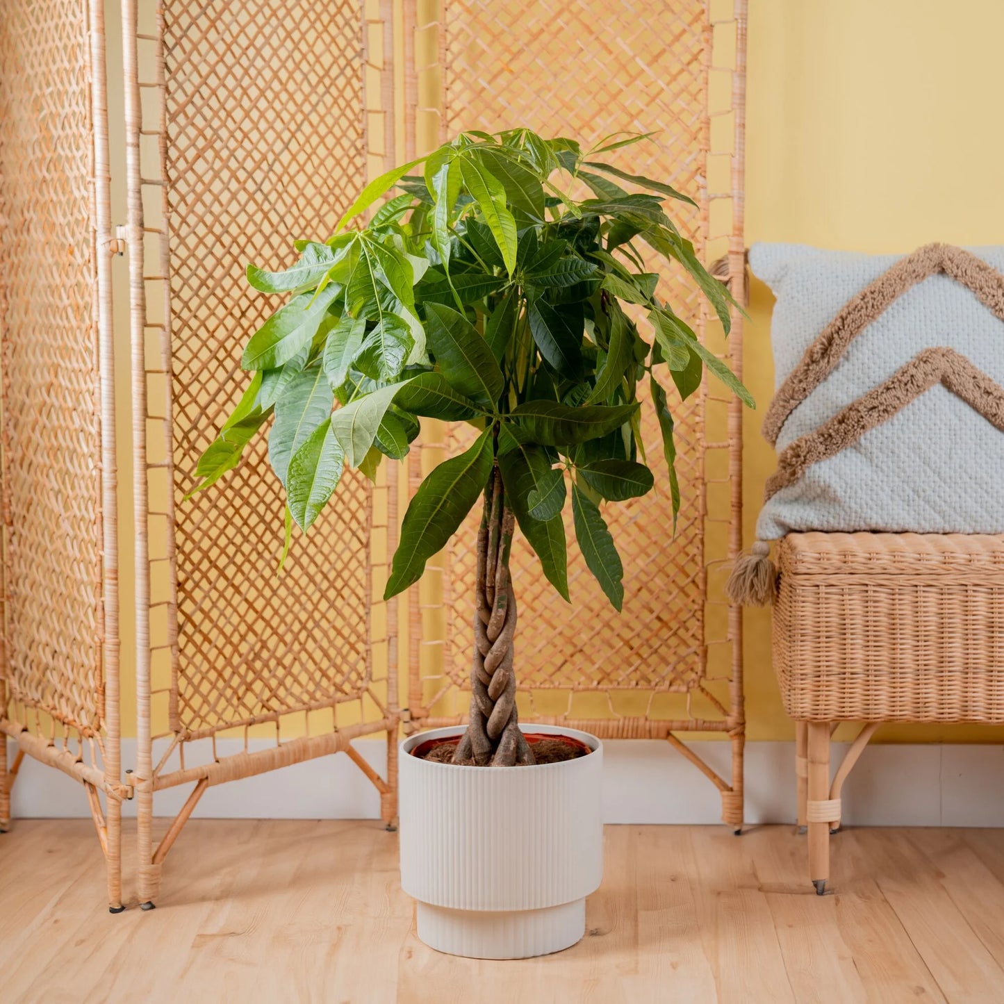 Costa Farms 42" Tall Pachira Braided Money Tree, Medium Indirect Sunlight, Indoor Live House Plants