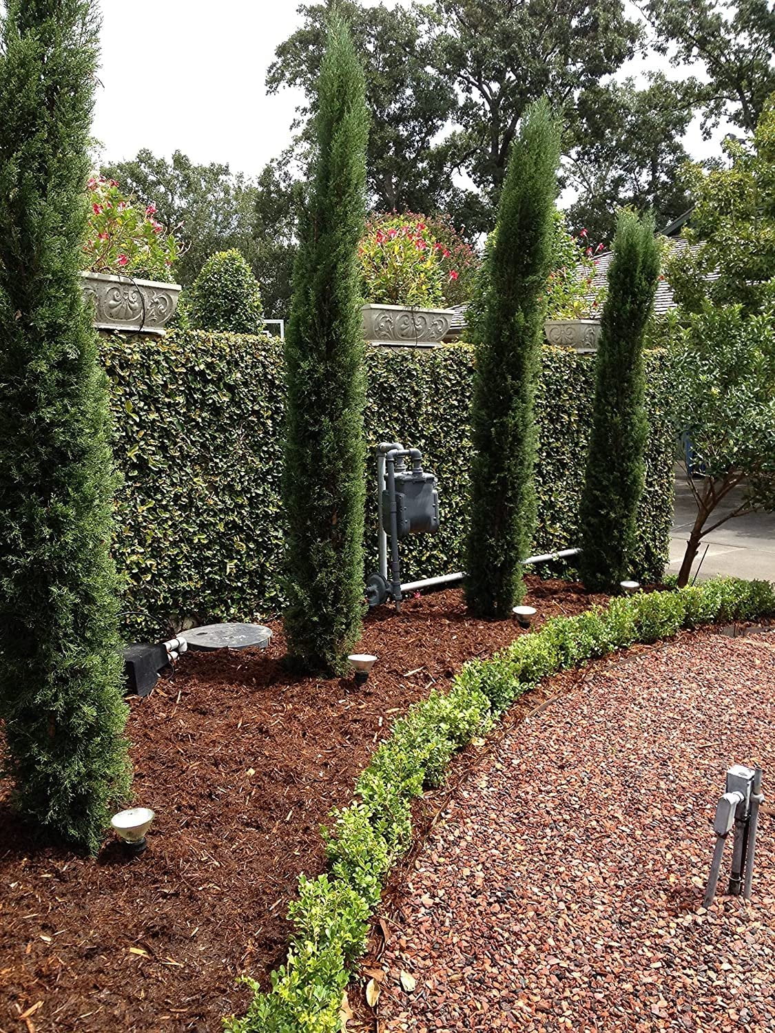 Italian Cypress Tree 1 Extra Large 3 Gallon Tree Cupressus Sempervirens Formal Elegant Mediterranean Style Plants