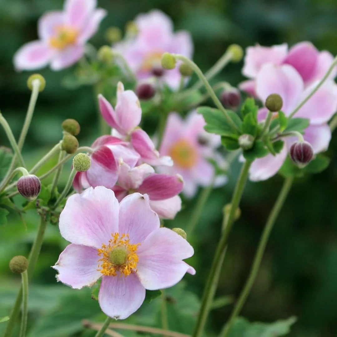 September Charm Japanese Anemone-Perennial-Elegant pink flowers 1 Gallon (Pack of 4)