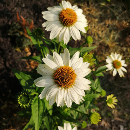 PowWow White Coneflower-Echinacea purpurea-Versatile Perennial for Gardens 1 Gallon (Pack of 4)