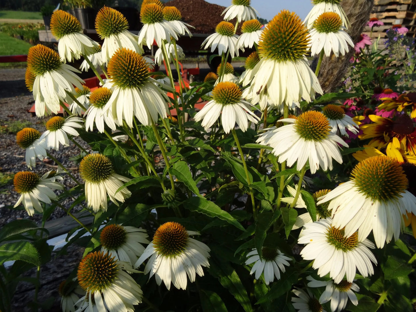 PowWow White Coneflower-Echinacea purpurea-Versatile Perennial for Gardens 1 Gallon (Pack of 4)