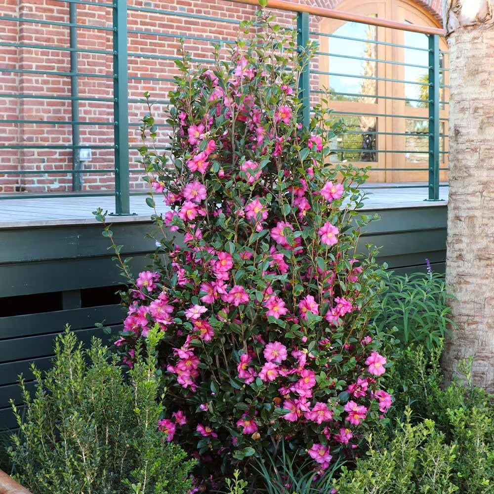 Camellia Sasanqua Shi-Shi I 3 Extra Large 3 Gallon Plants Pink Flowering Live Plant for Outdoor & Indoor Gardens, Compact Elegant Flowering Shrub for Vibrant Landscaping