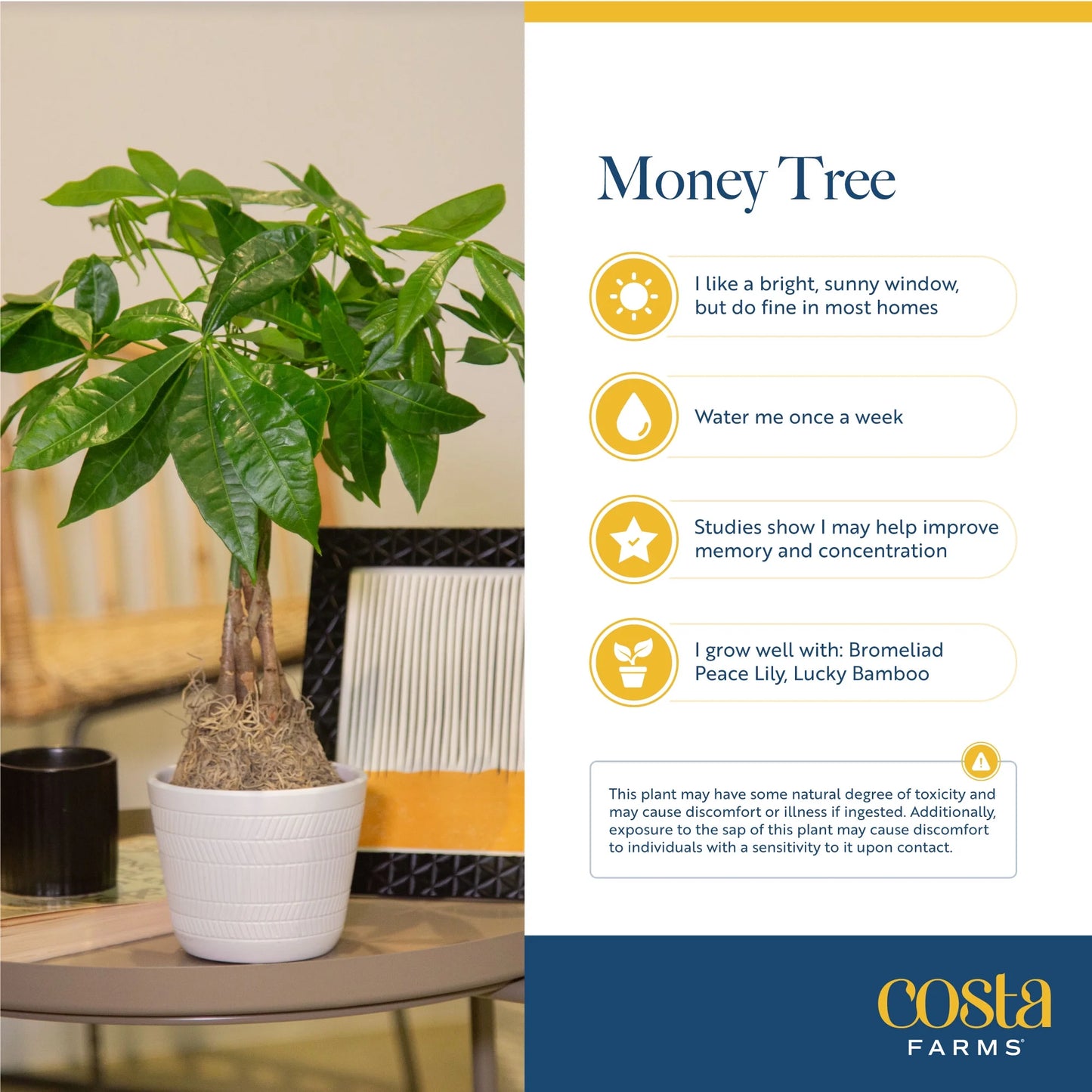 Costa Farms 42" Tall Pachira Braided Money Tree, Medium Indirect Sunlight, Indoor Live House Plants