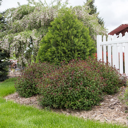 Longfield Gardens Spring Flowering Shrub ‘Spirea’, 3-pack