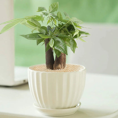 Ceramic Flower pots, White Garden Pots Succulent Cactus Planters with Drainage Saucers, Indoor & Outdoor, Set of 3, Gift for Woman Wife Mother