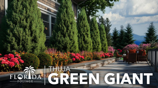 Thuja Green Giant 40 Live Plants Thuja standishii x plicata Fast Growing Evergreen Trees Privacy Hedge Plants for Landscaping