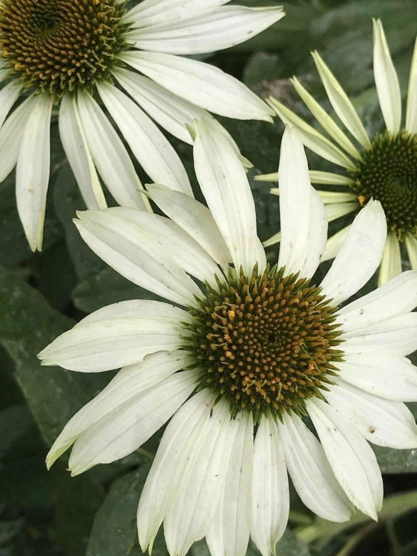 PowWow White Coneflower-Echinacea purpurea-Versatile Perennial for Gardens 1 Gallon (Pack of 4)