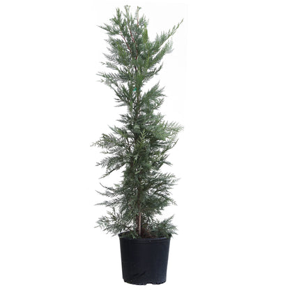 Leyland Cypress Trees