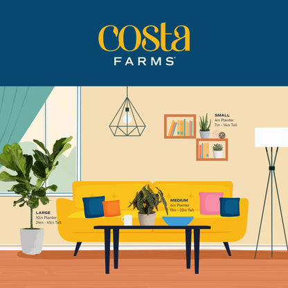 Costa Farms 42" Tall Pachira Braided Money Tree, Medium Indirect Sunlight, Indoor Live House Plants