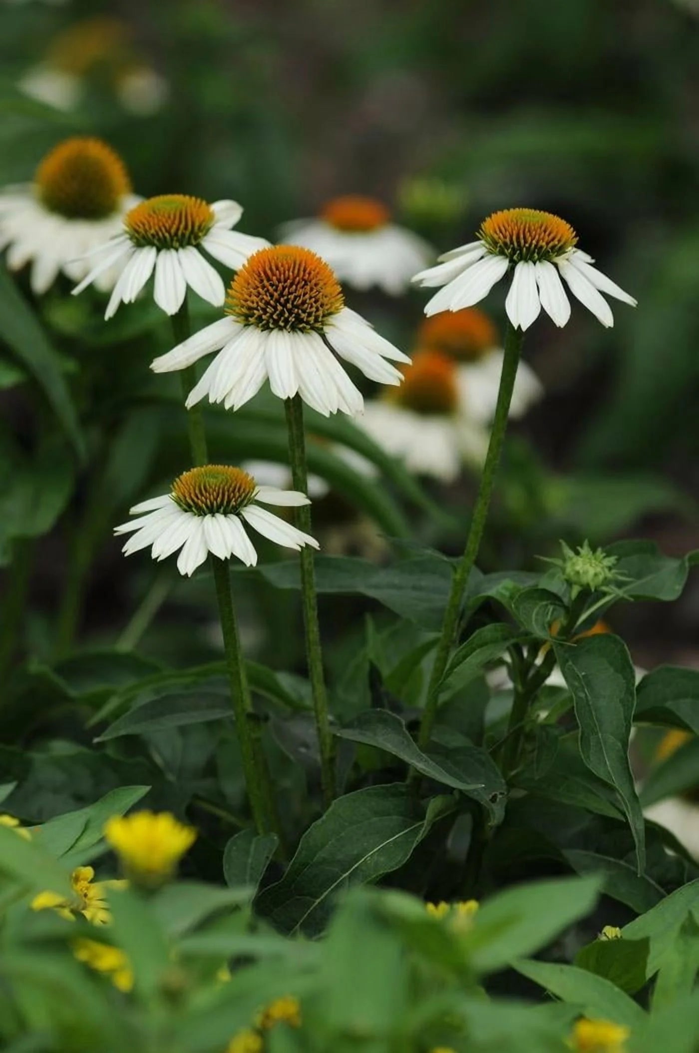 PowWow White Coneflower-Echinacea purpurea-Versatile Perennial for Gardens 1 Gallon (Pack of 4)