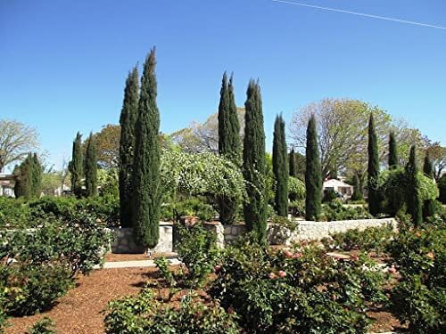 Italian Cypress Tree 1 Extra Large 3 Gallon Tree Cupressus Sempervirens Formal Elegant Mediterranean Style Plants