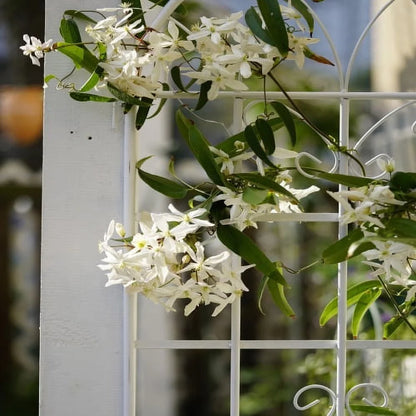 2 Pack Metal Garden Trellis 71" x 19.7" Rustproof Trellis for Climbing Plants Outdoor Flower Support ,Cream White