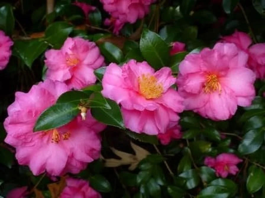 Camellia Sasanqua Shi-Shi I 3 Extra Large 3 Gallon Plants Pink Flowering Live Plant for Outdoor & Indoor Gardens, Compact Elegant Flowering Shrub for Vibrant Landscaping