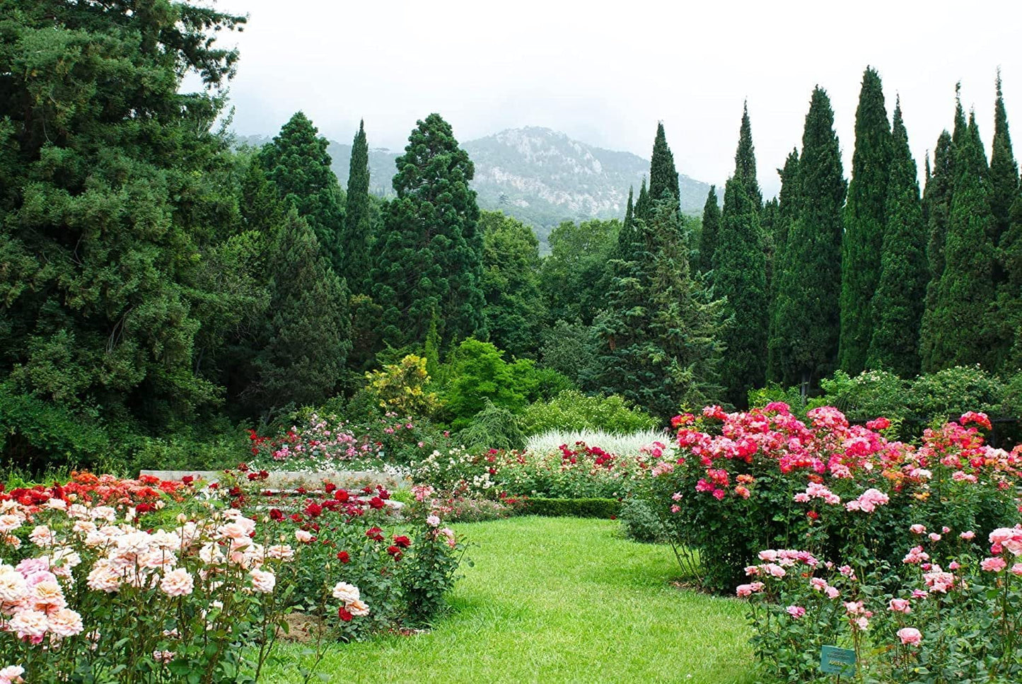 Italian Cypress Tree 1 Extra Large 3 Gallon Tree Cupressus Sempervirens Formal Elegant Mediterranean Style Plants