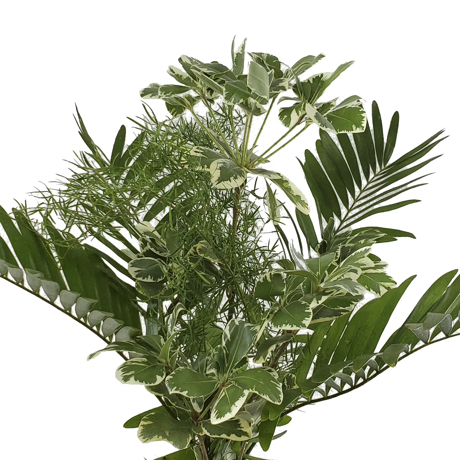 Alluring Mixed Greens Bouquet 5 Pack of Farm Direct Fresh Cut Flowers Bouquets of Mixed Greenery by Bloomingmore