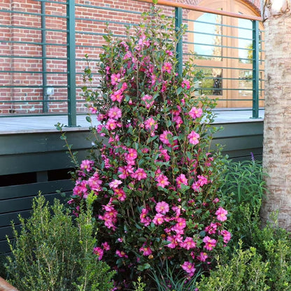 Camellia Sasanqua Shi-Shi I 3 Extra Large 3 Gallon Plants Pink Flowering Live Plant for Outdoor & Indoor Gardens, Compact Elegant Flowering Shrub for Vibrant Landscaping
