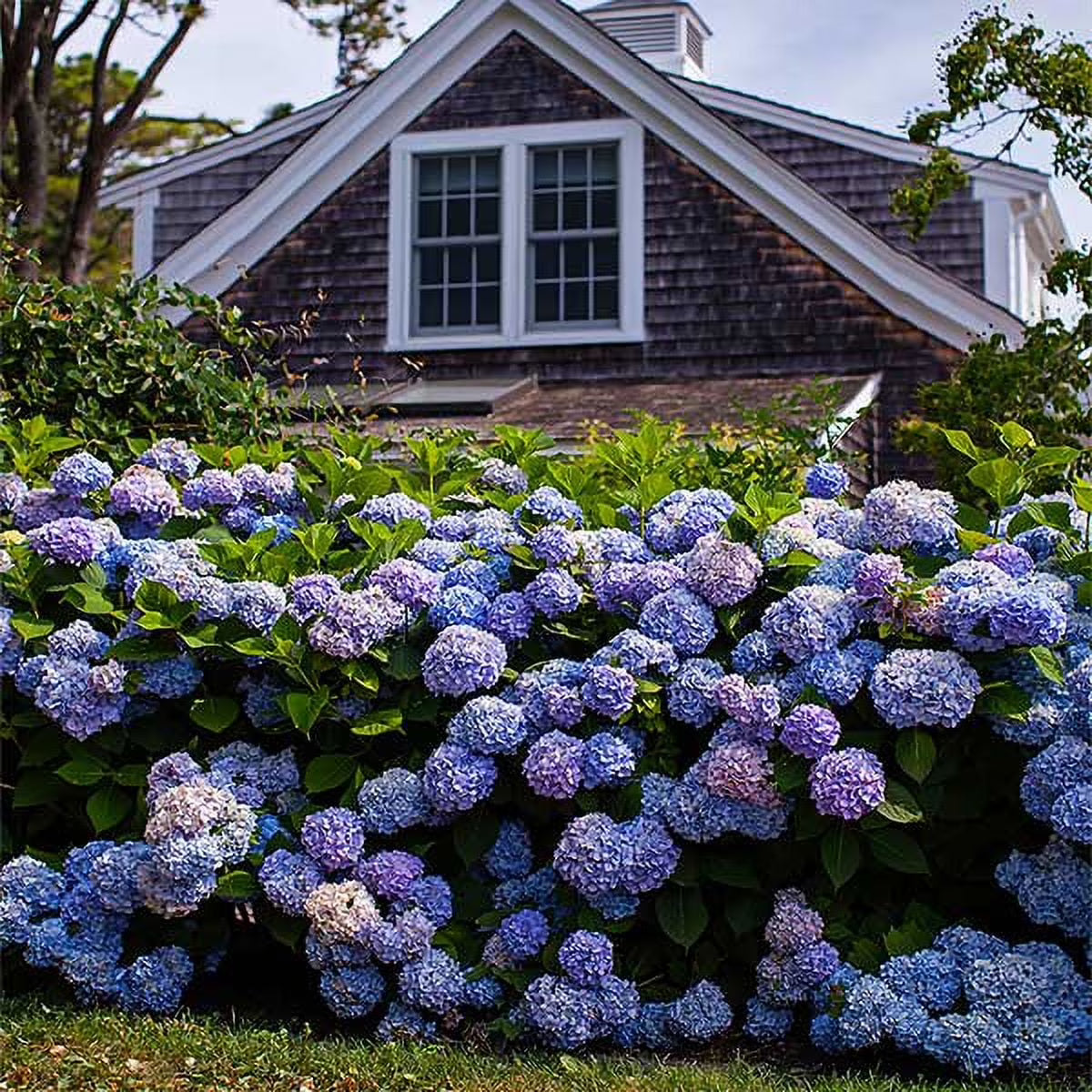 Brighter Blooms Endless Summer Hydrangea Live Plants in Grower Pot