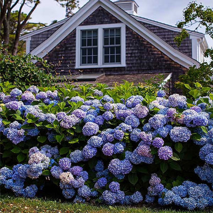 Brighter Blooms Endless Summer Hydrangea Live Plants in Grower Pot