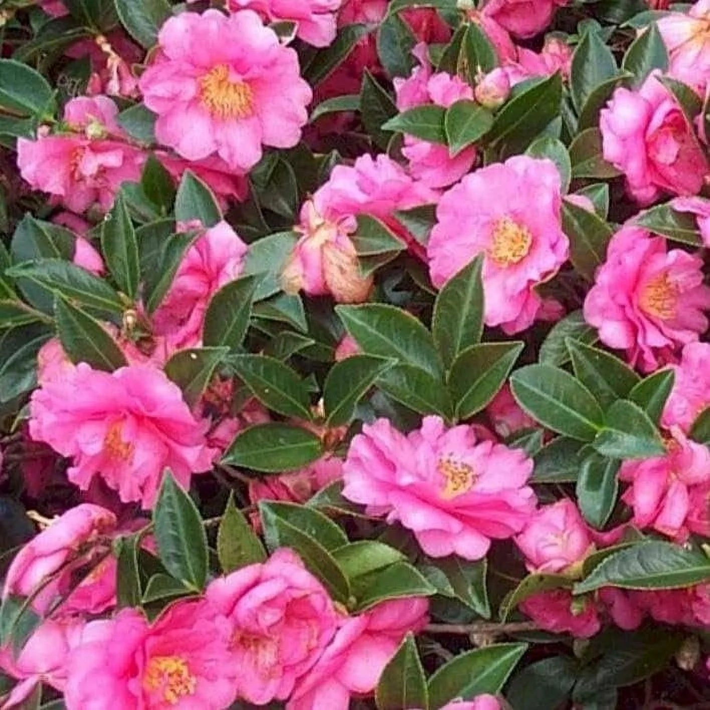 Camellia Sasanqua Shi-Shi I 3 Extra Large 3 Gallon Plants Pink Flowering Live Plant for Outdoor & Indoor Gardens, Compact Elegant Flowering Shrub for Vibrant Landscaping