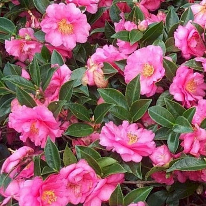 Camellia Sasanqua Shi-Shi I 3 Extra Large 3 Gallon Plants Pink Flowering Live Plant for Outdoor & Indoor Gardens, Compact Elegant Flowering Shrub for Vibrant Landscaping