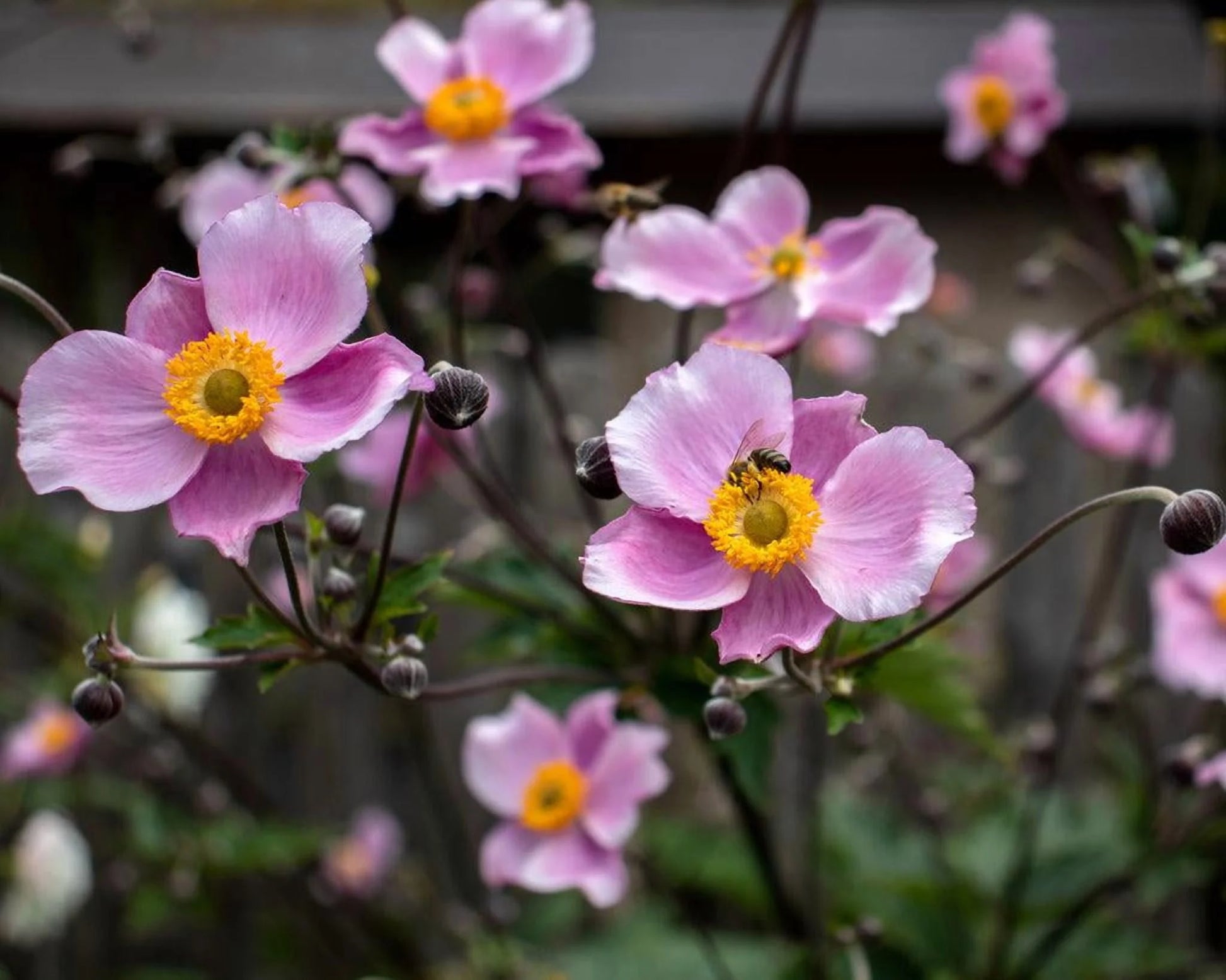 September Charm Japanese Anemone-Perennial-Elegant pink flowers 1 Gallon (Pack of 4)