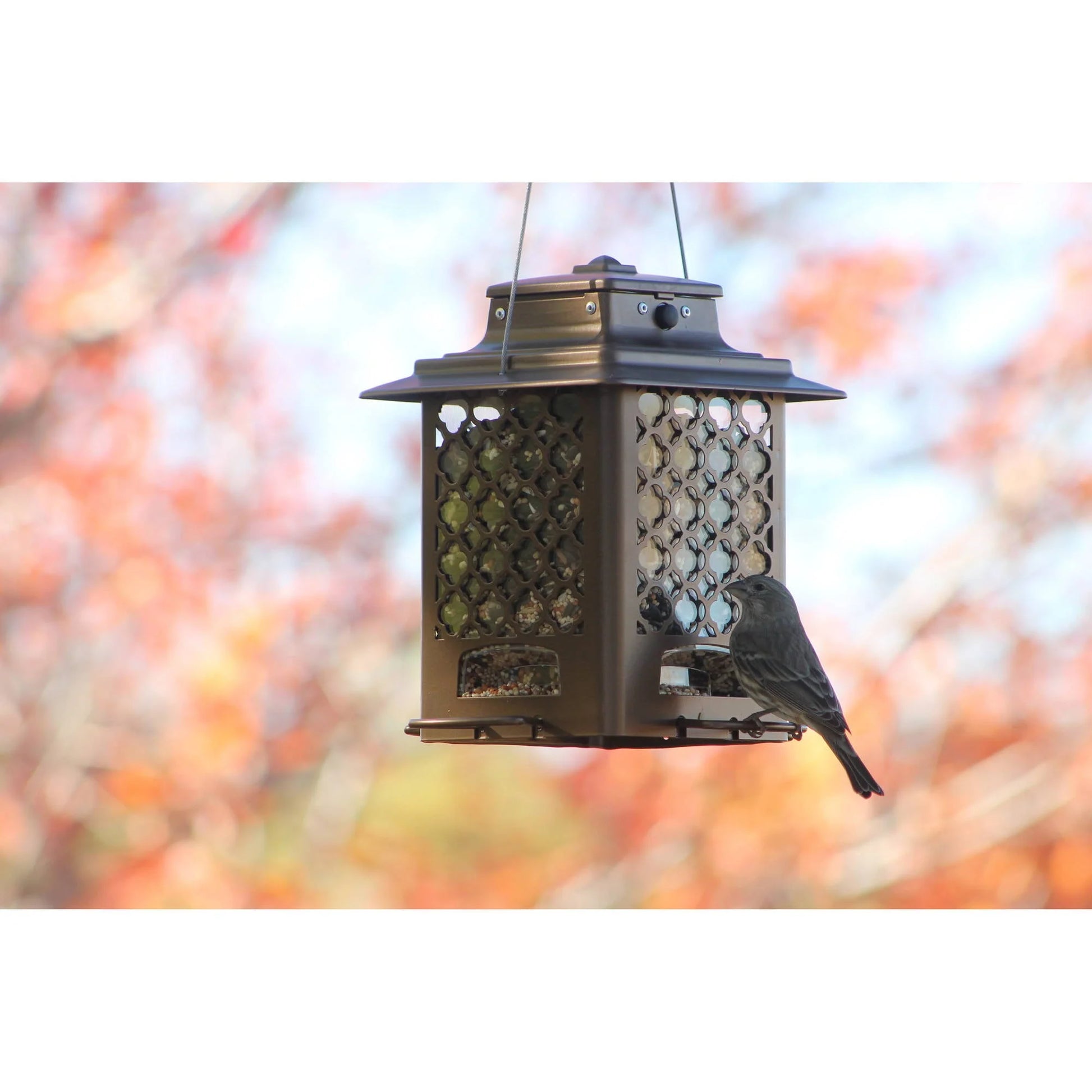 More Birds Bronze Metal Hopper Sunflower Bird Feeder, 3.6 lb Capacity