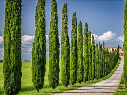Italian Cypress Tree 1 Extra Large 3 Gallon Tree Cupressus Sempervirens Formal Elegant Mediterranean Style Plants