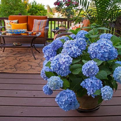 Brighter Blooms Endless Summer Hydrangea Live Plants in Grower Pot